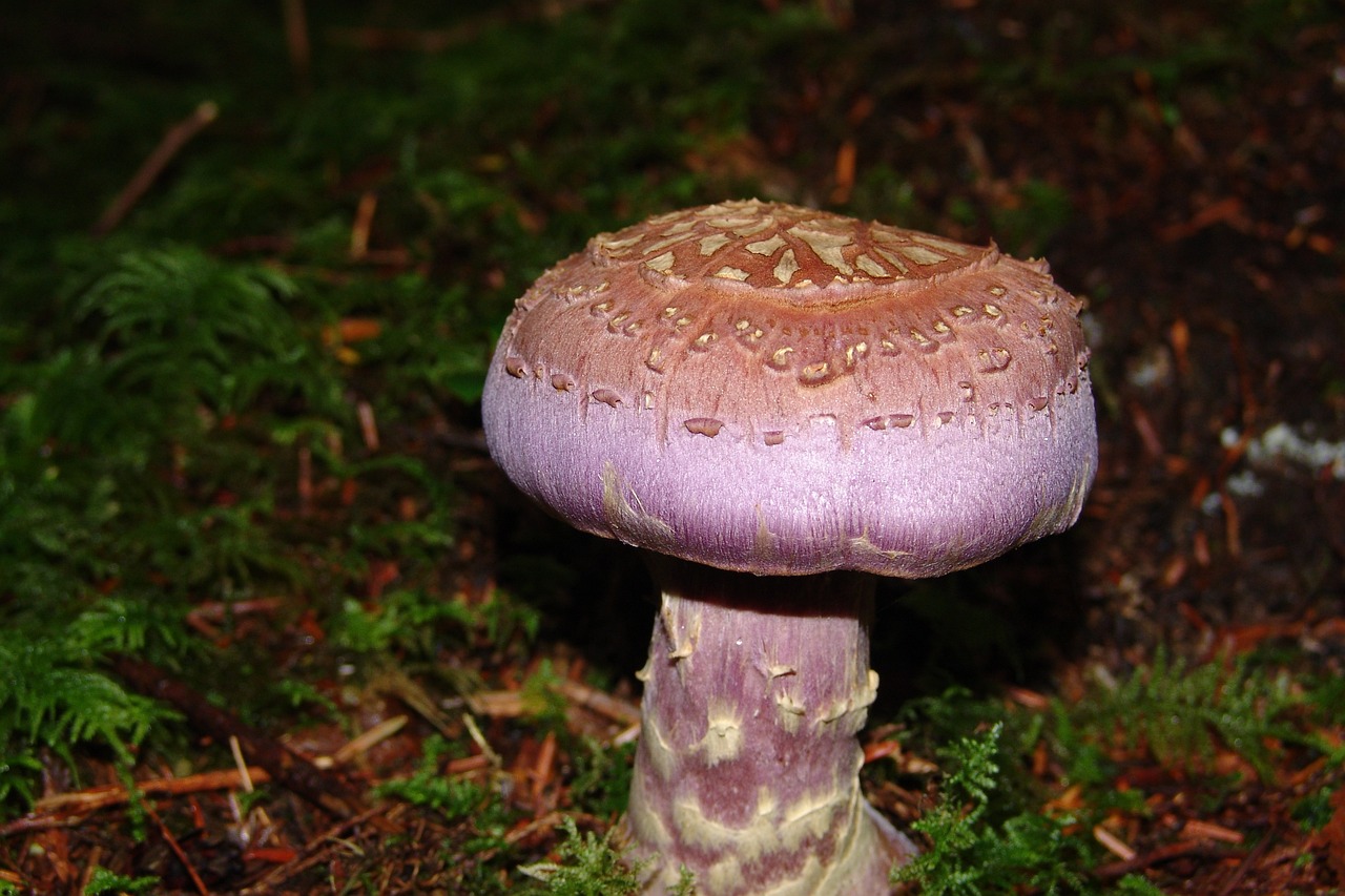 云南野生菌中毒最新情况分析与报告