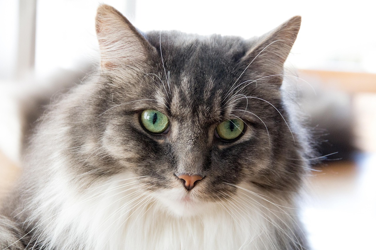 探索全新猫咪世界，猫咪咪最新版揭秘