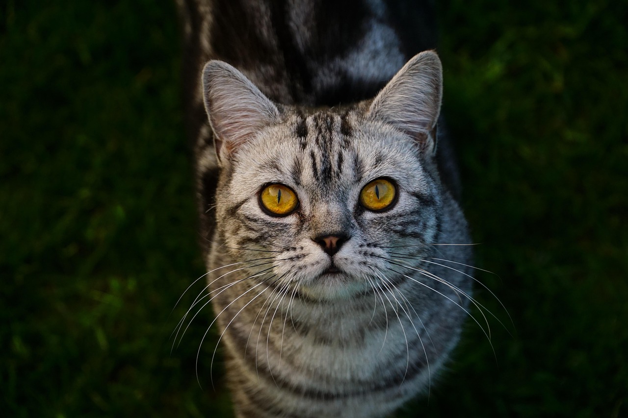 猫九命 第16页