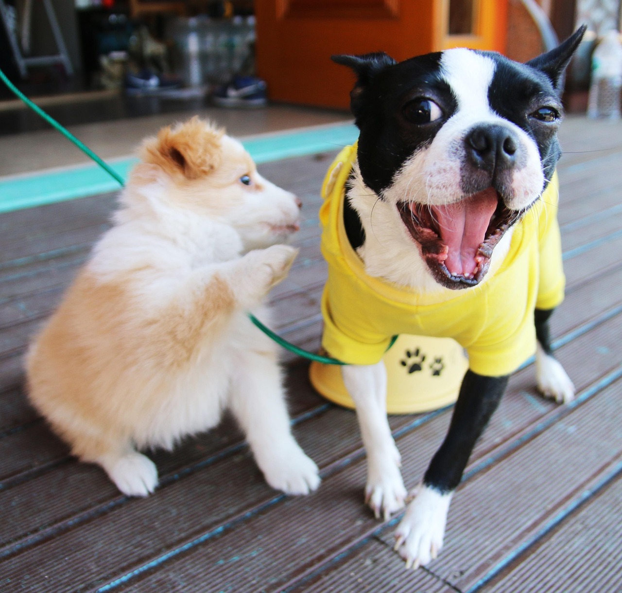 北京最新禁养犬政策解读与反思，犬只禁养背后的思考