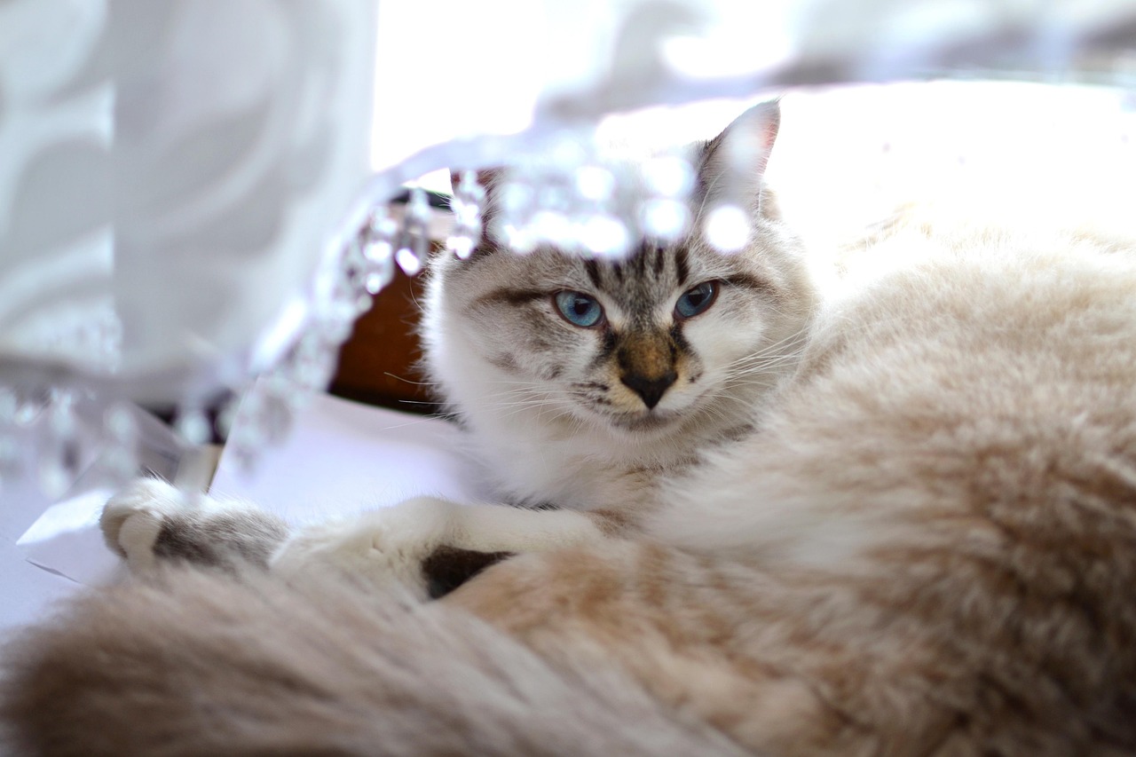 猫咪最新官网，一站式探索猫的世界，全方位猫咪服务平台