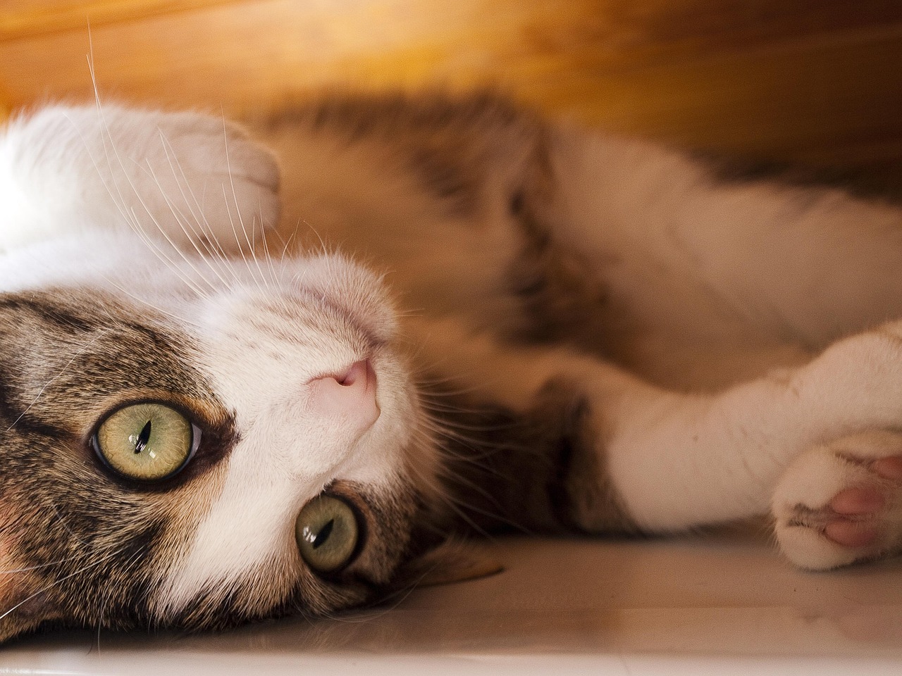 猫咪最新版链接探索，猫咪爱好者的全新指南与探索世界