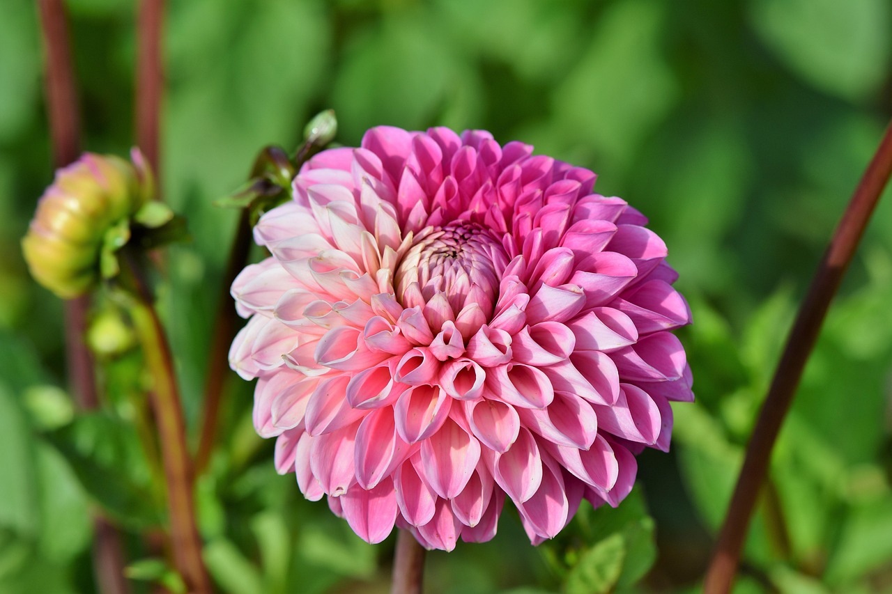 四月花花世界花家姐演员群像