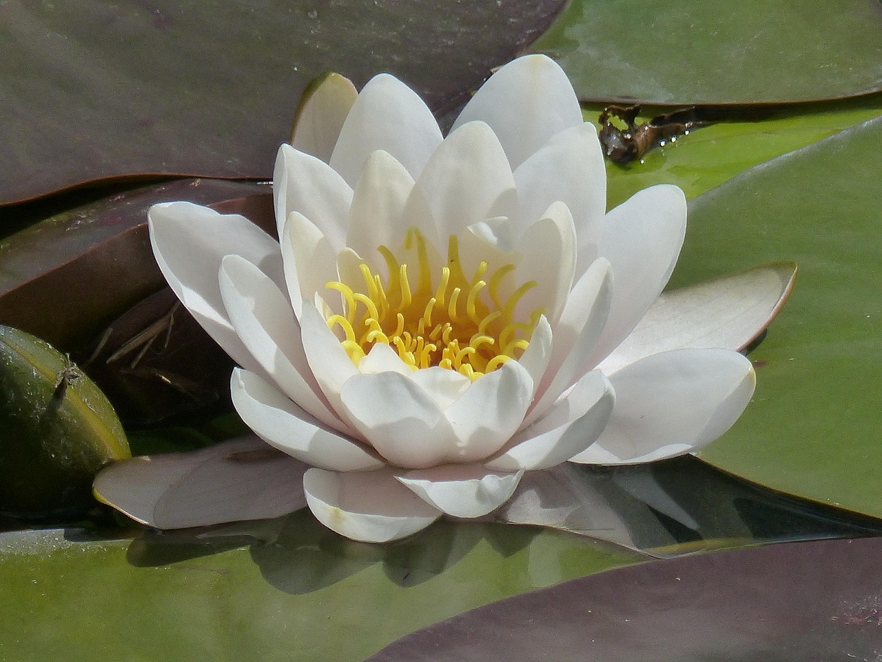 五月都市奇缘章节全览，缘分之花盛开