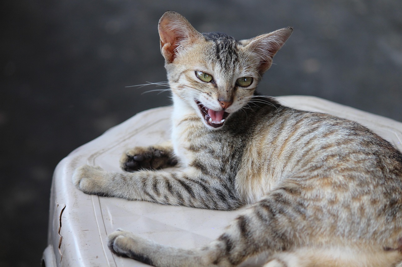 五月猫比赛等级，探索猫咪魅力的无限风采